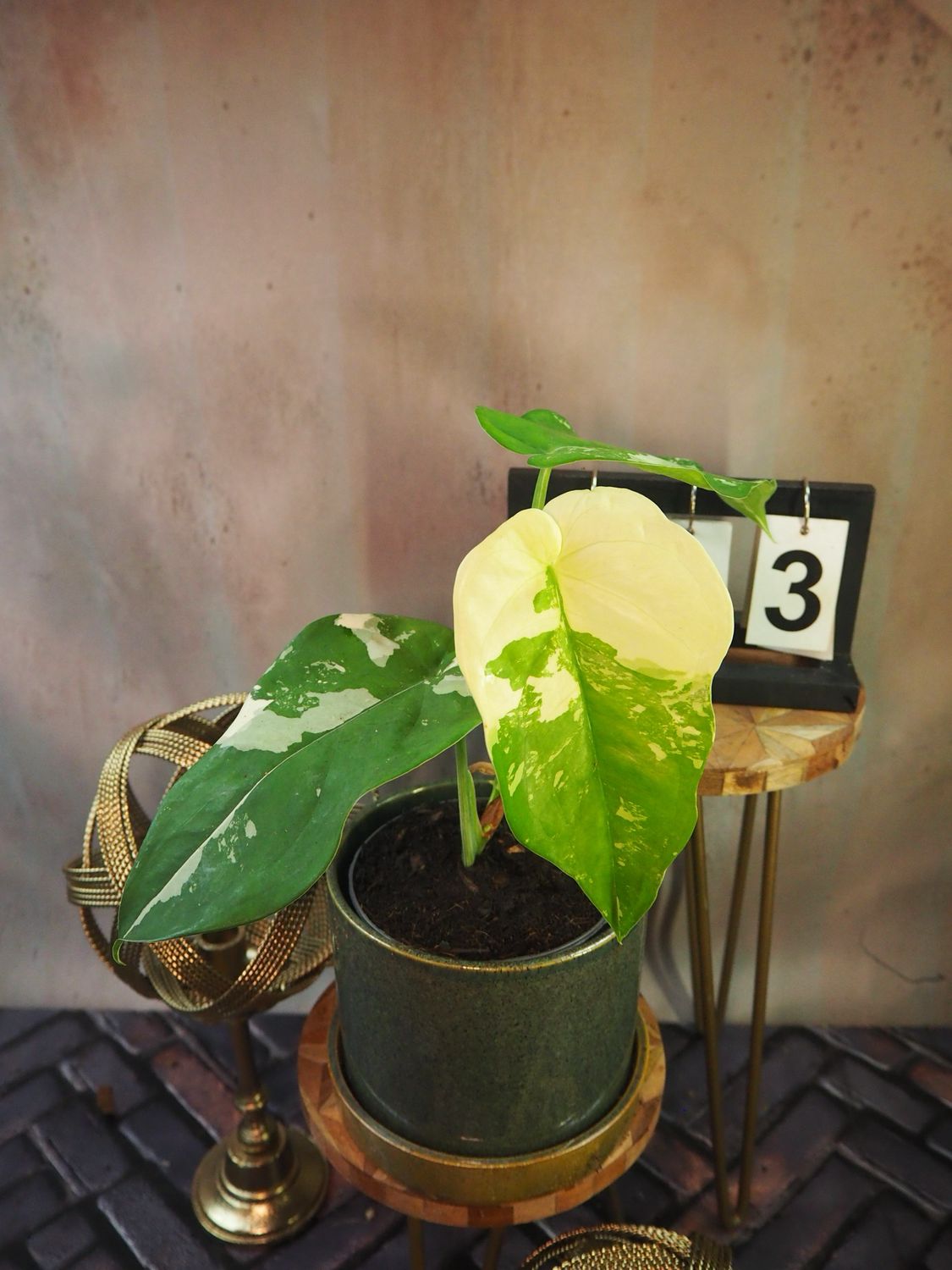 Syngonium Chiapense Variegata #3 Syngonium Chiapense Variegata #3