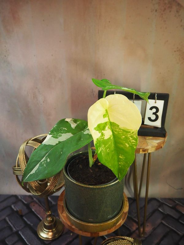 Syngonium Chiapense Variegata #3