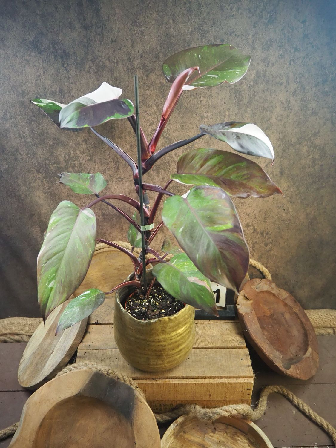 Philodendron Red Anderson Variegata BIG #1