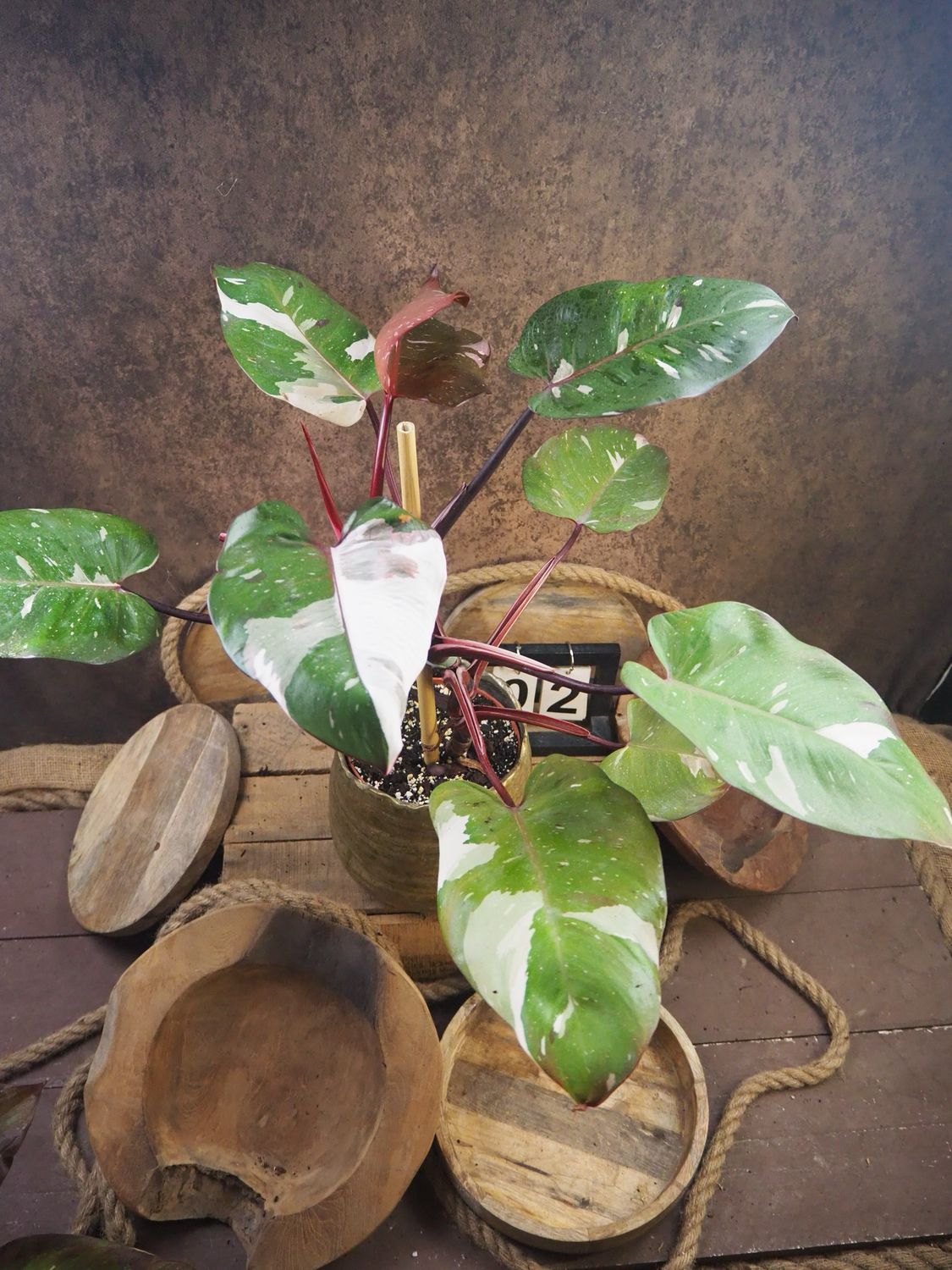 Philodendron Red Anderson Variegata BIG #2