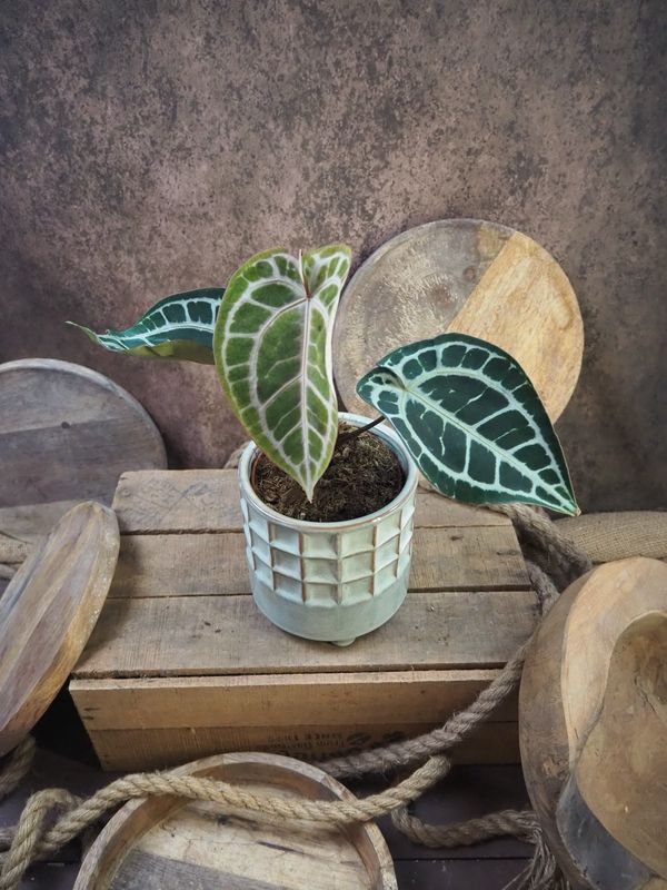 Anthurium „Pink Blush“ Anthurium „Pink Blush“