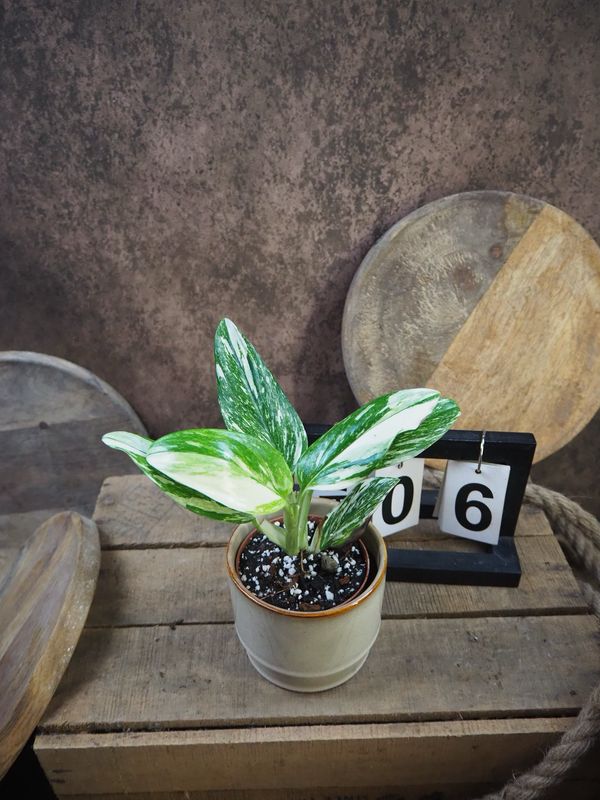 Philodendron Stanleyana „Stardust“ #6