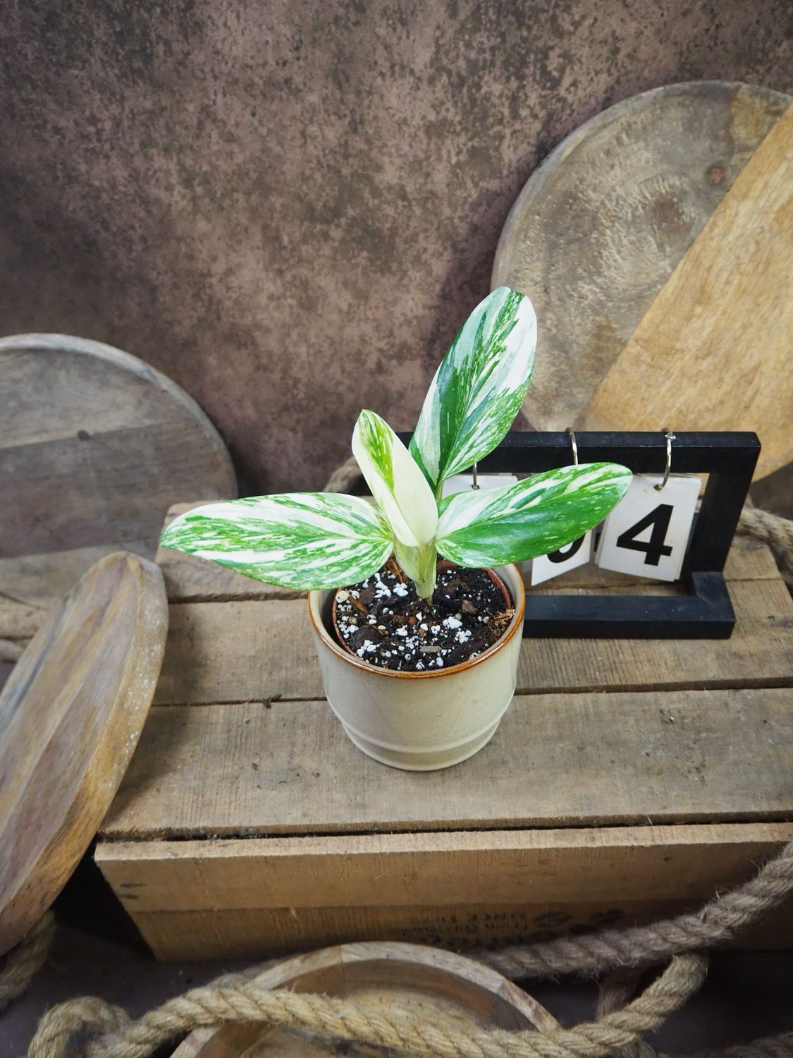 Philodendron Stanleyana „Stardust“ #4