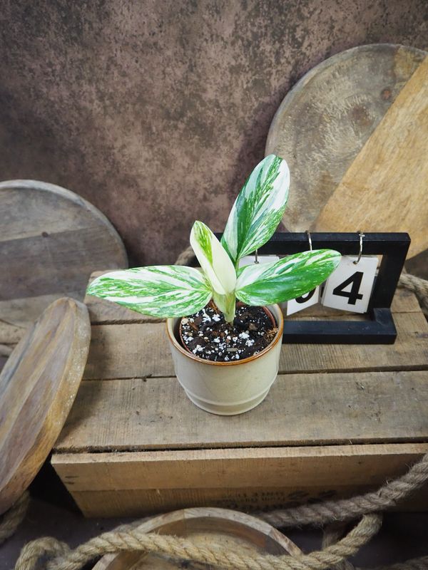 Philodendron Stanleyana „Stardust“ #4