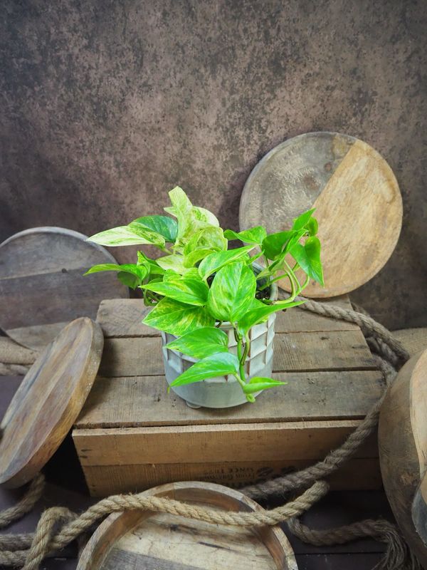 Epipremnum pinnatum Neon Queen