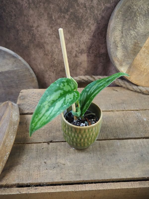 Scindapsus 'stabilo green arrow'