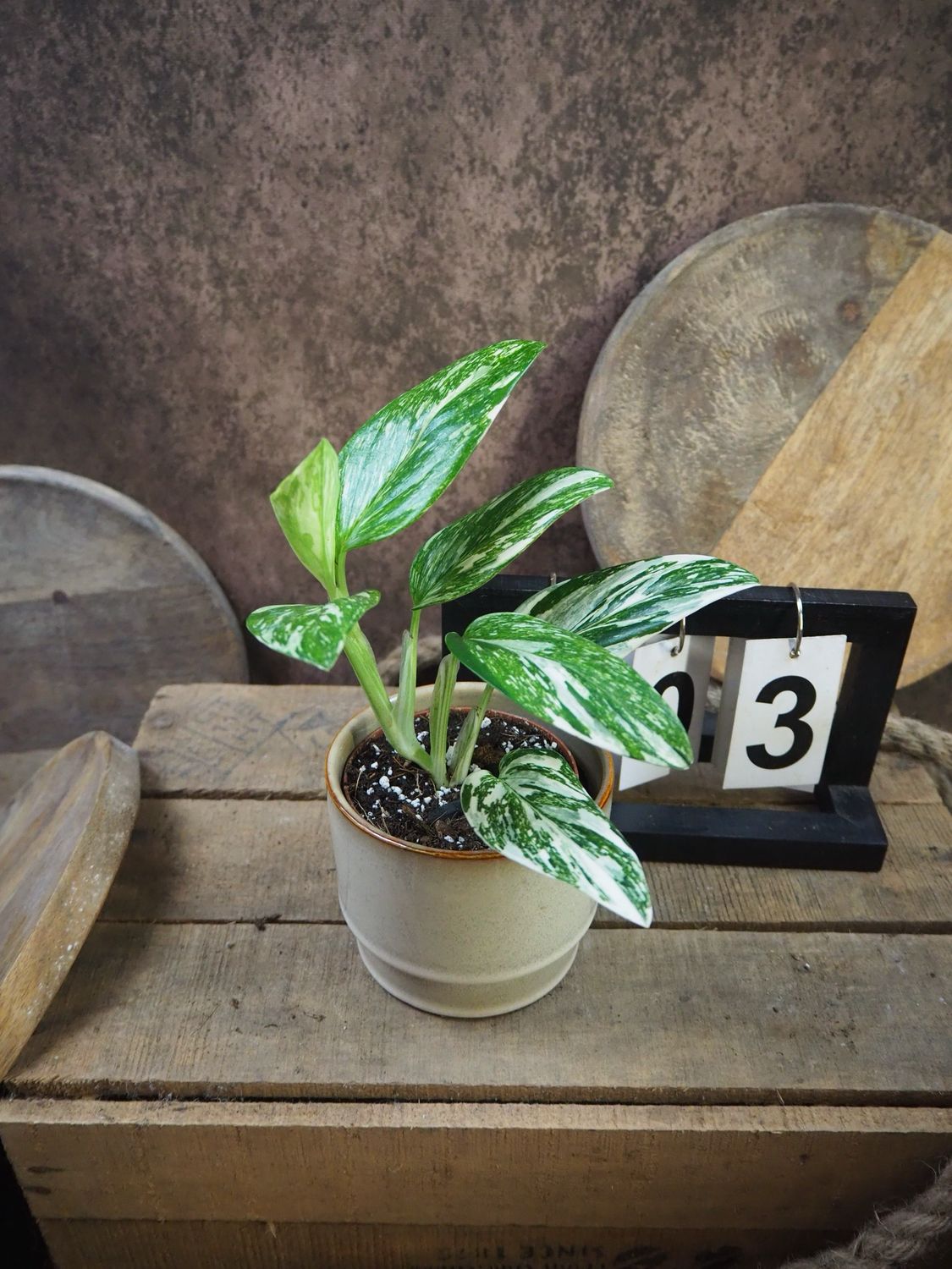 Philodendron Stanleyana „Stardust“ #3