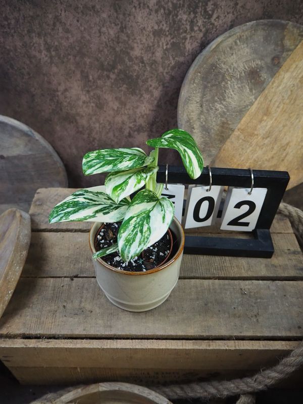 Philodendron Stanleyana „Stardust“ #2