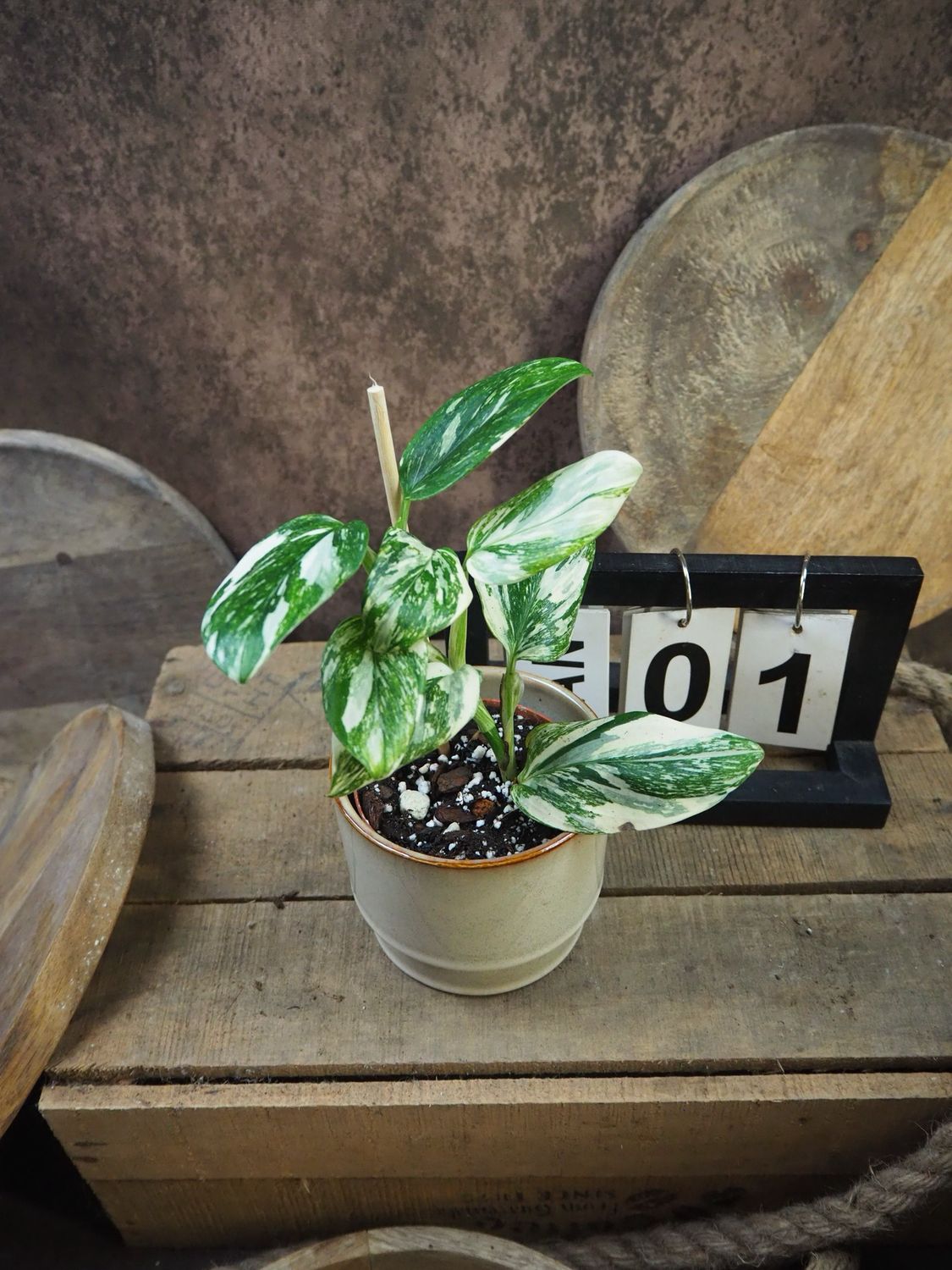 Philodendron Stanleyana „Stardust“ #1