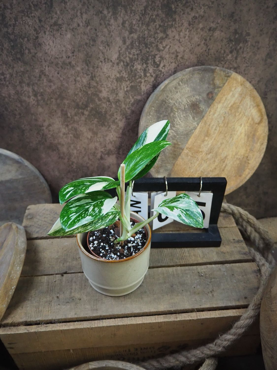 Philodendron Stanleyana „Stardust“ #5