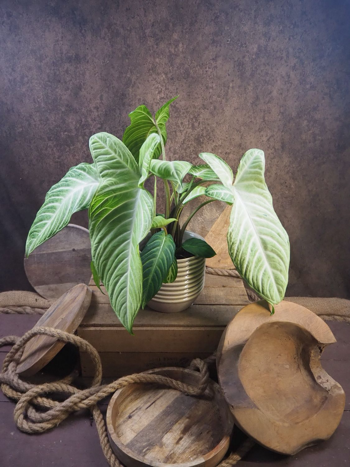 Xanthosoma Lindenii "Angel Wings" Mint