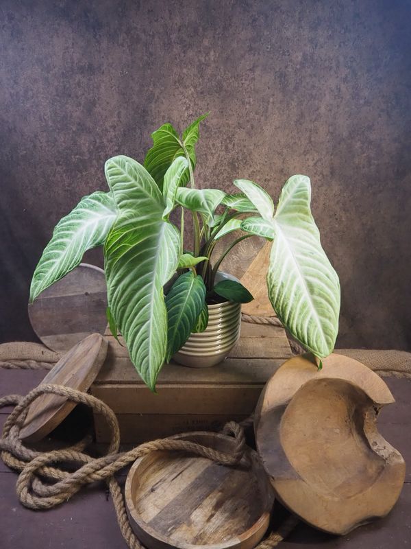 Xanthosoma Lindenii "Angel Wings" Mint