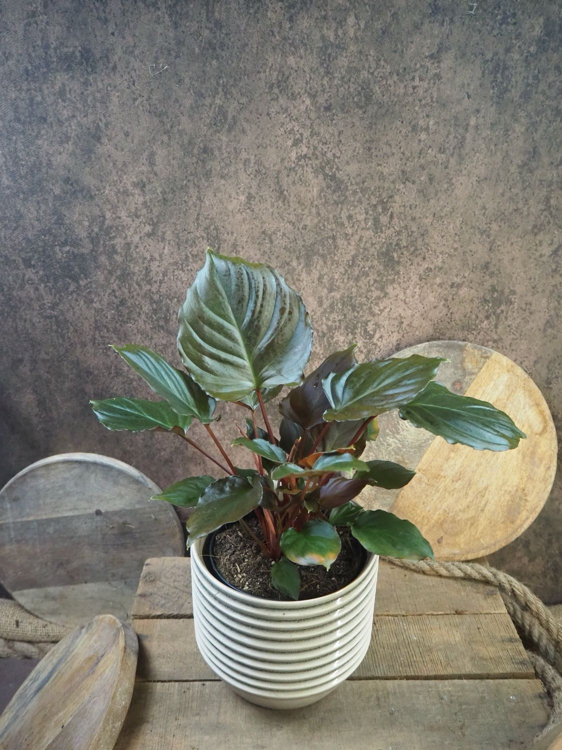 Homalomena Flaming Red