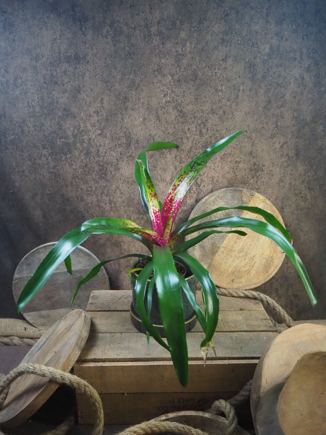 Neoregelia „TrichterBromelie“