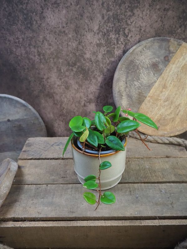 Begonia elaeagnifolia (schulzei) Begonia elaeagnifolia (schulzei)