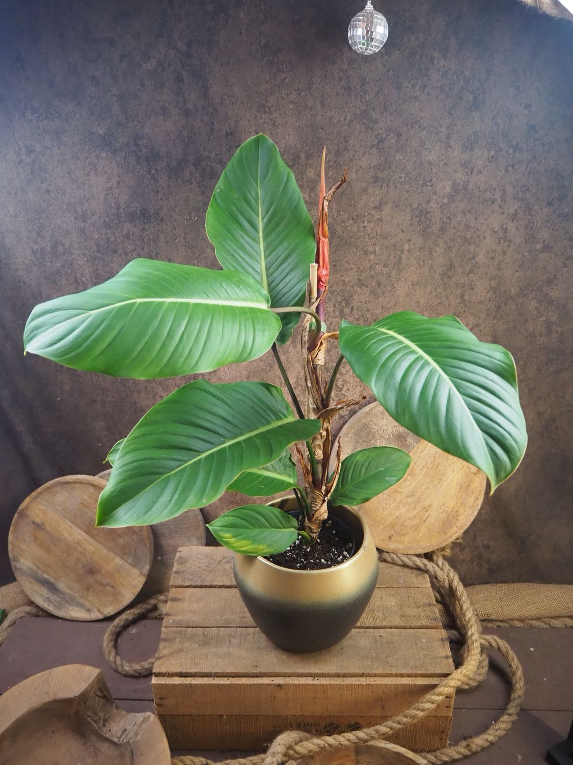 Philodendron geniculatum ‚Jet Streak‘ 