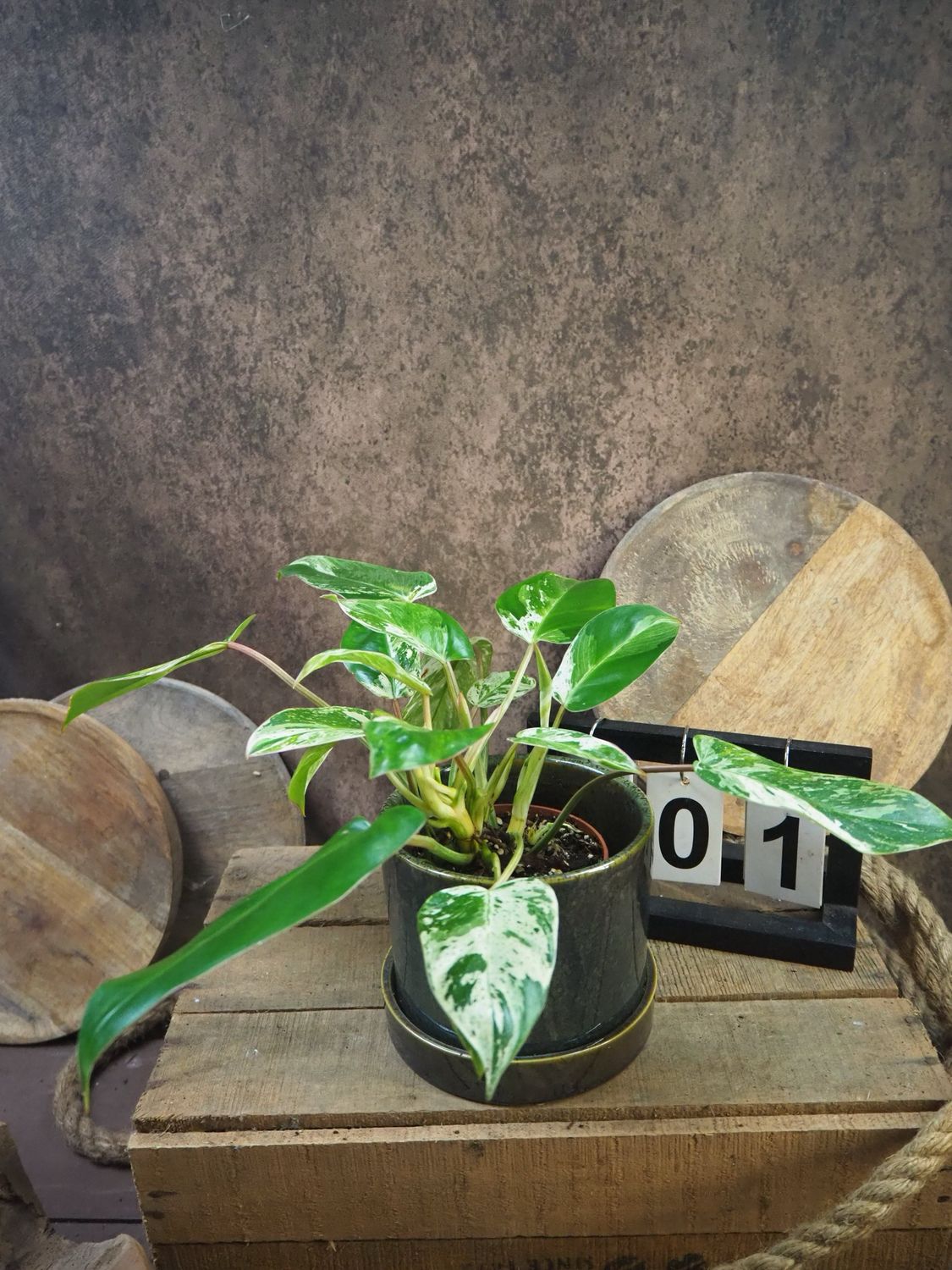 Philodendron Emerlad Queen Variegata #1