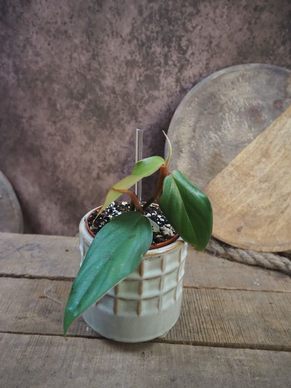 Philodendron Burle Marx Fantasy