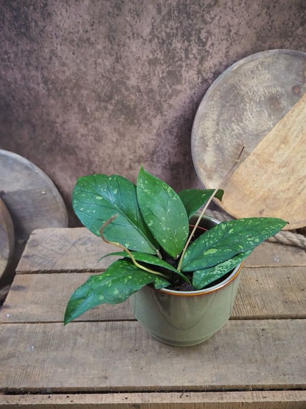 Hoya sp Gayo Hoya sp Gayo