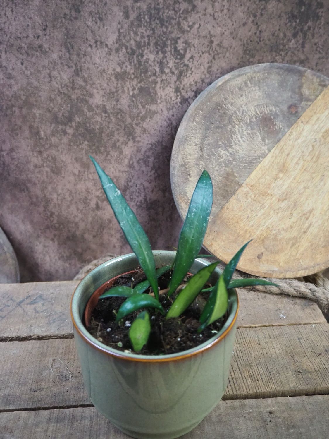 Hoya NoID Sumatra Hoya NoID Sumatra