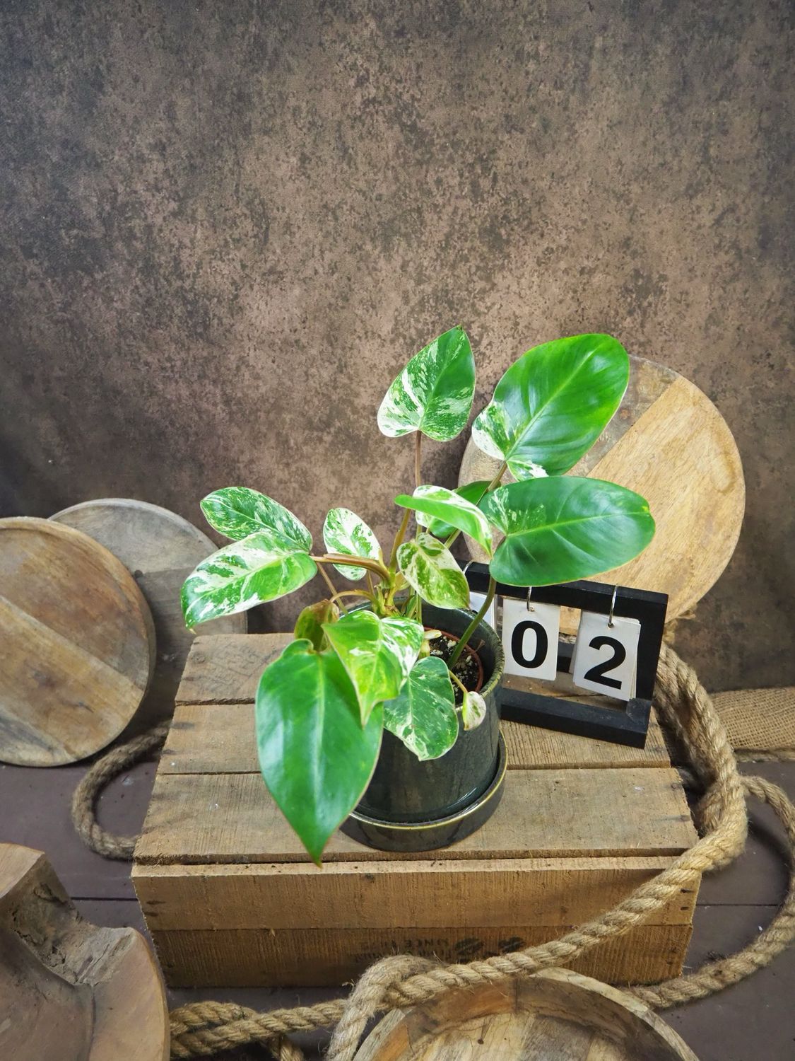 Philodendron Emerlad Queen Variegata #2