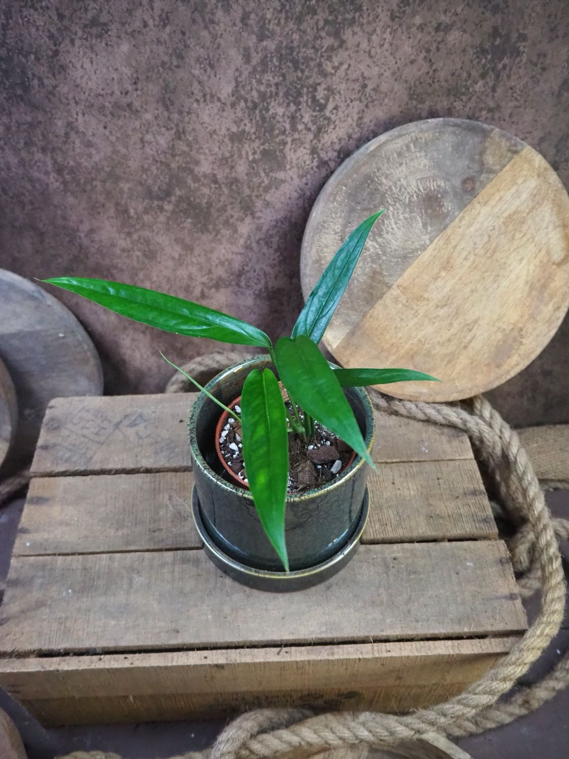 Monstera obliqua Yasuni 