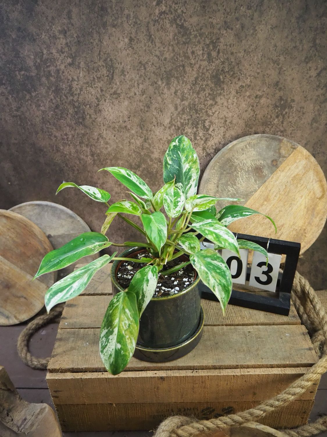 Philodendron Emerlad Queen Variegata #3