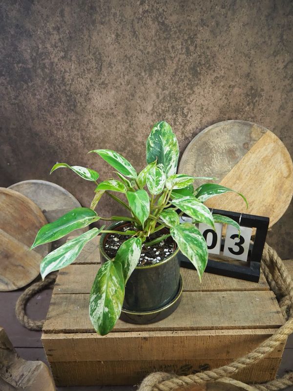 Philodendron Emerlad Queen Variegata #3