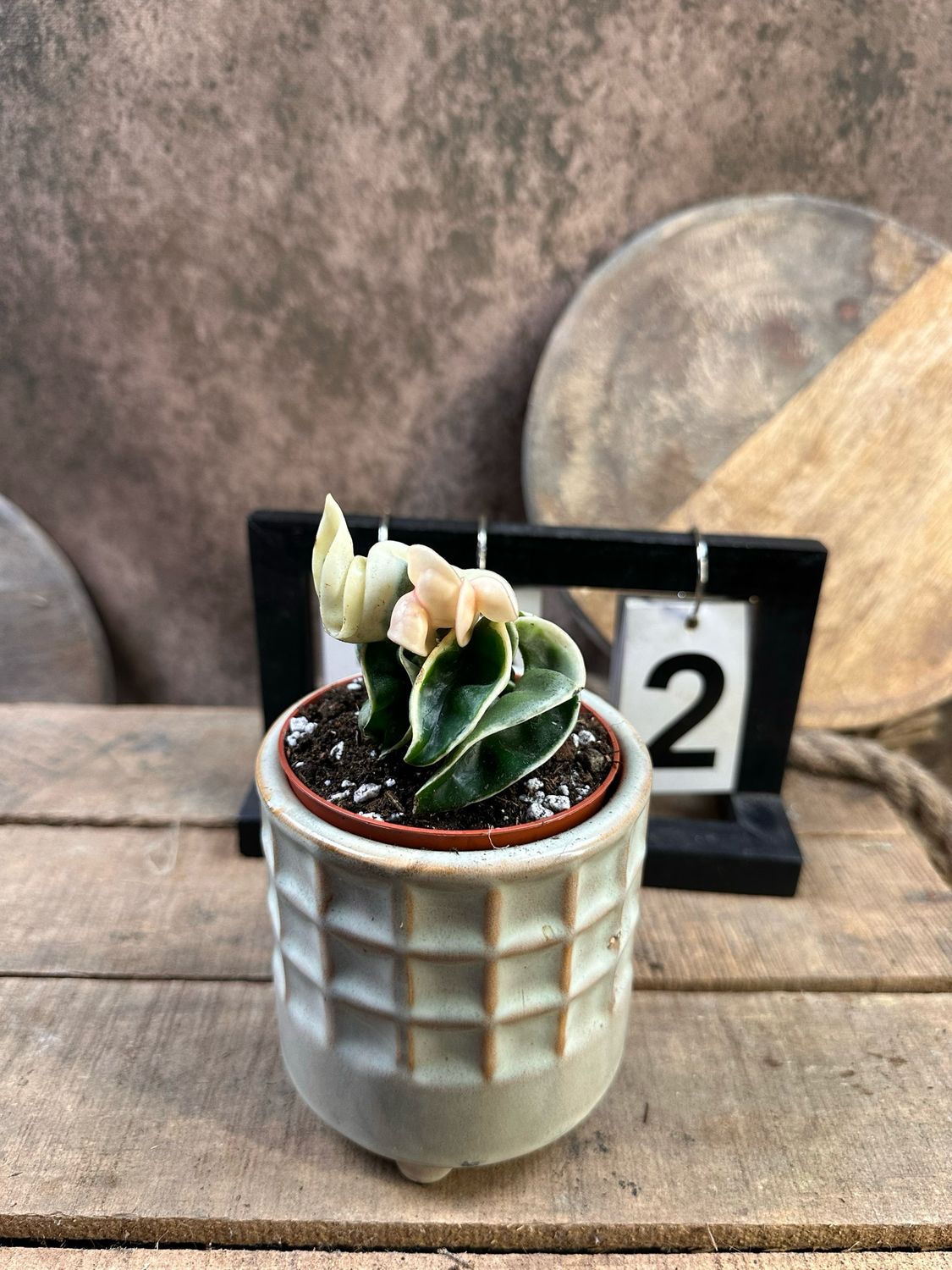 Hoya carnosa compacta vareigata #2