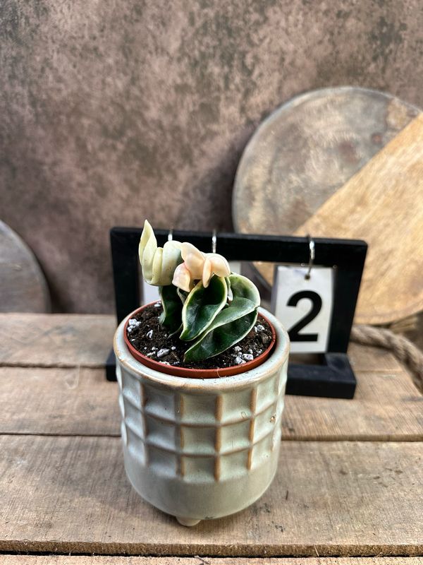 Hoya carnosa compacta vareigata #2 Hoya carnosa compacta vareigata #2