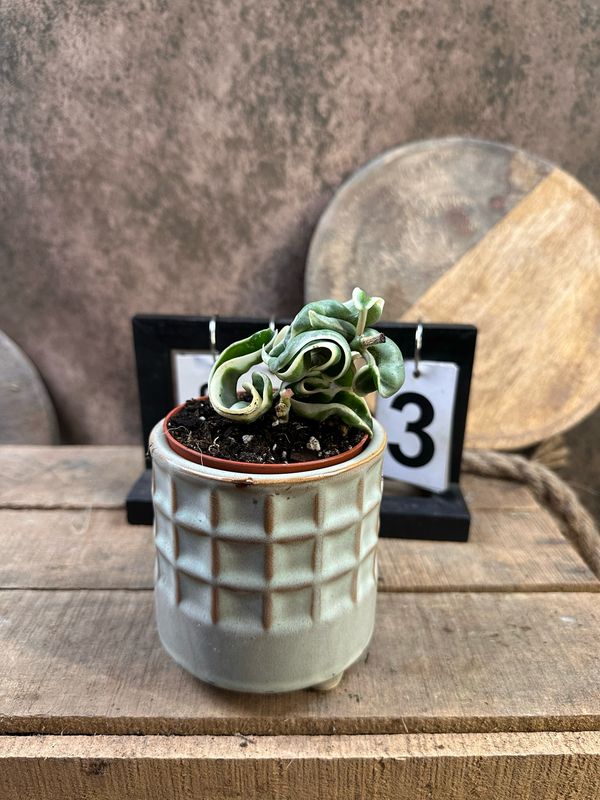 Hoya carnosa compacta vareigata #3 Hoya carnosa compacta vareigata #3