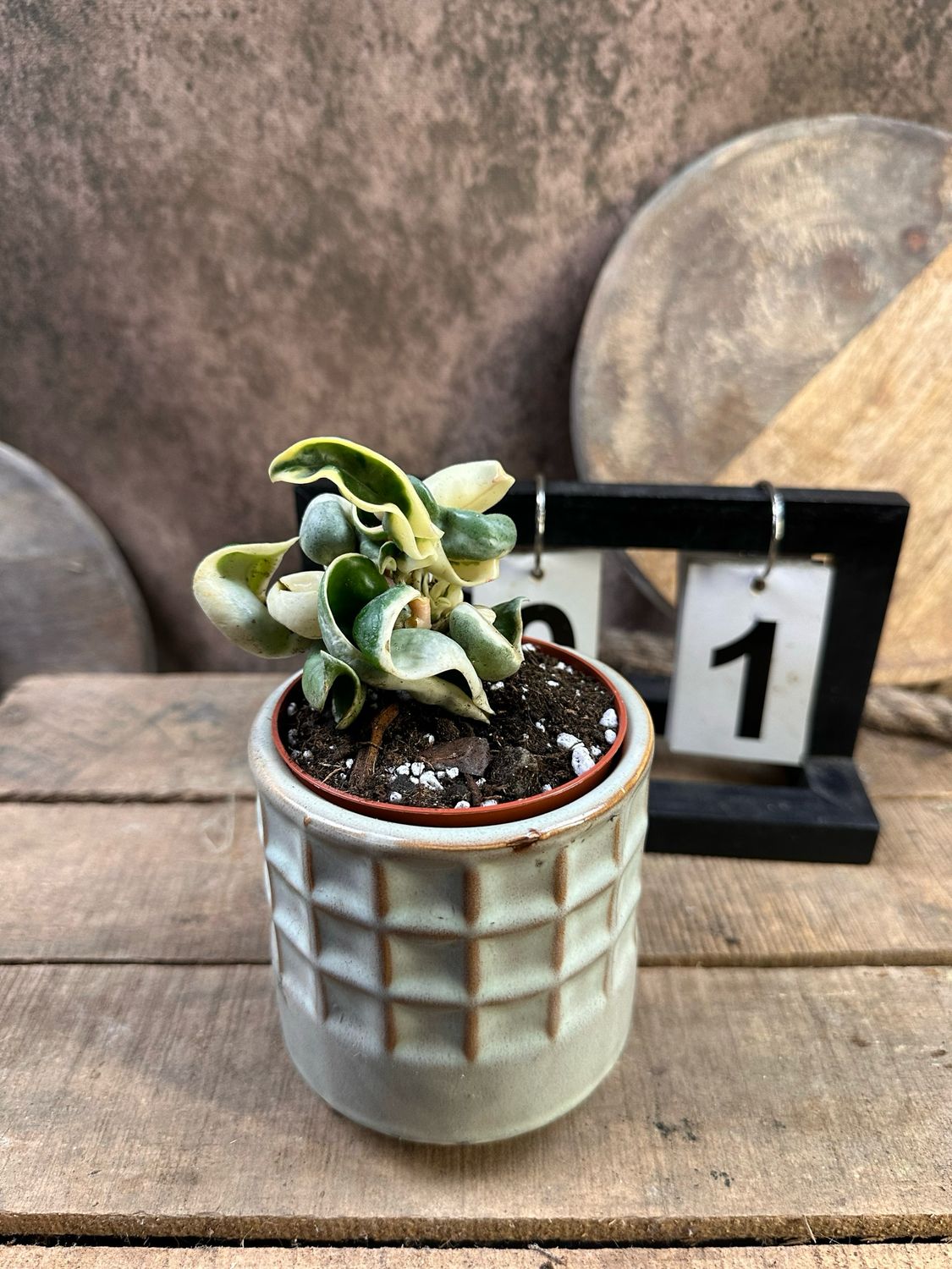 Hoya carnosa compacta vareigata #1