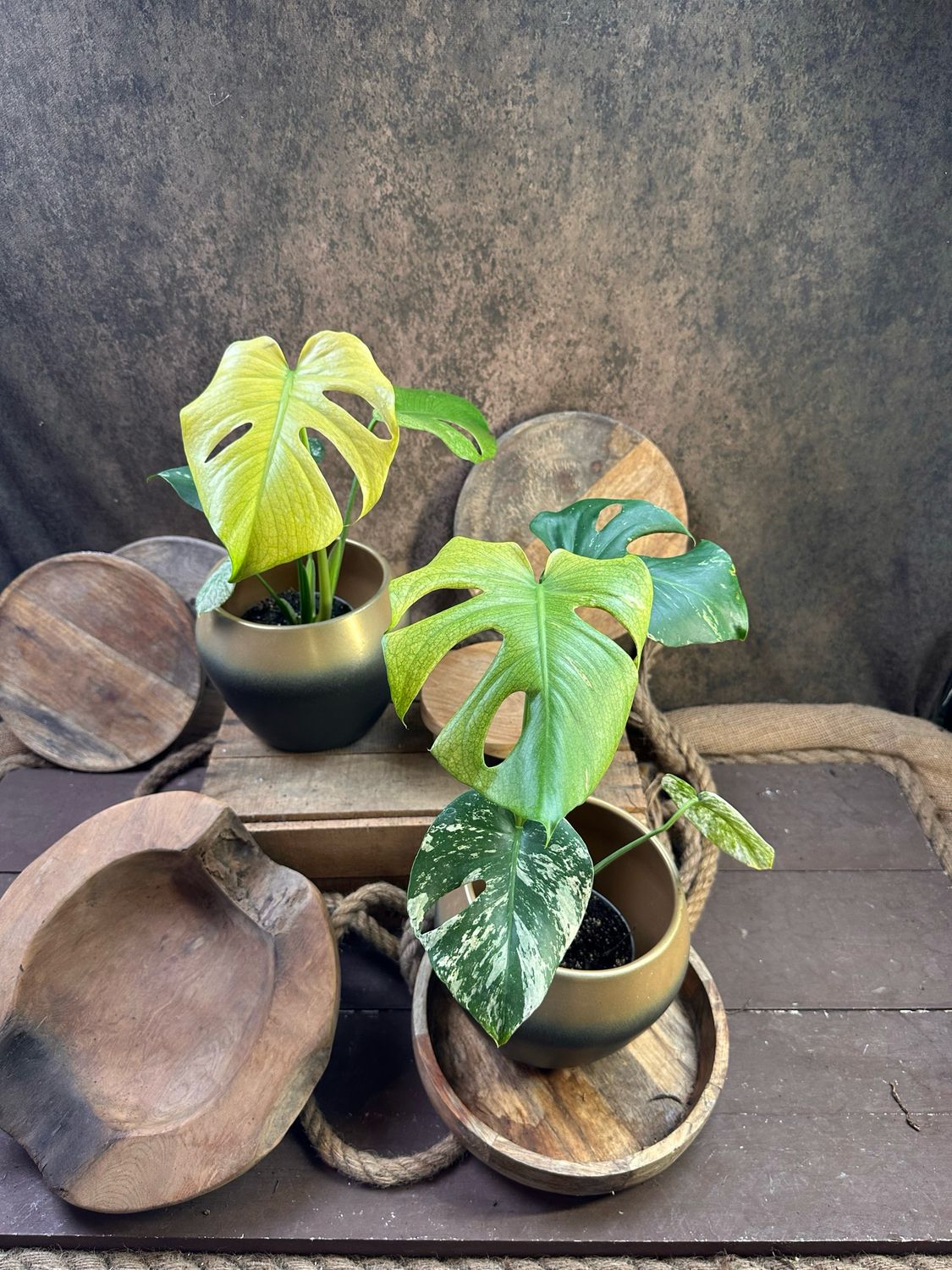 Monstera Deliciosa Mint Monstera Deliciosa Mint