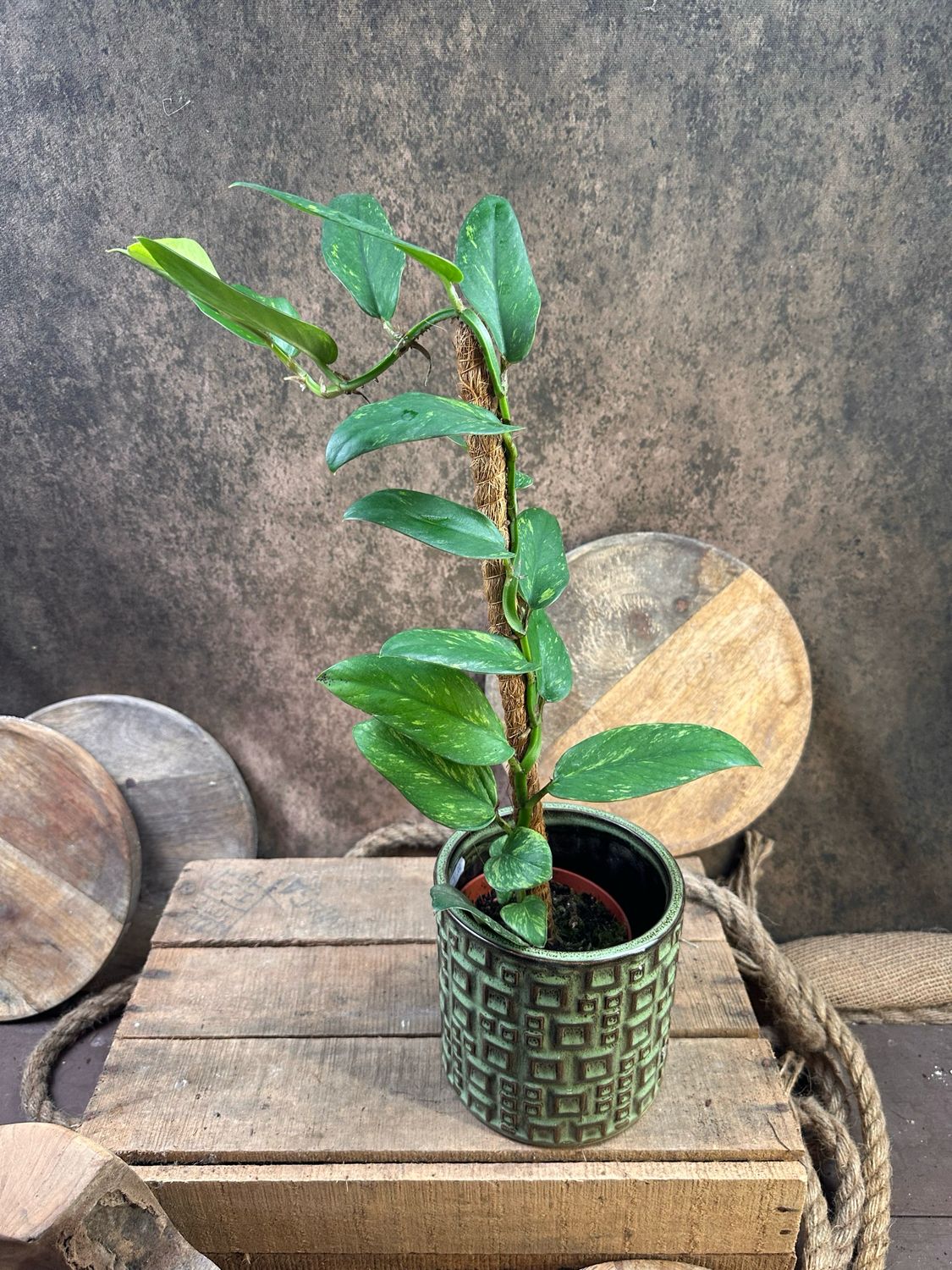 Rhaphidophora Eliptica Aurea Variegata 