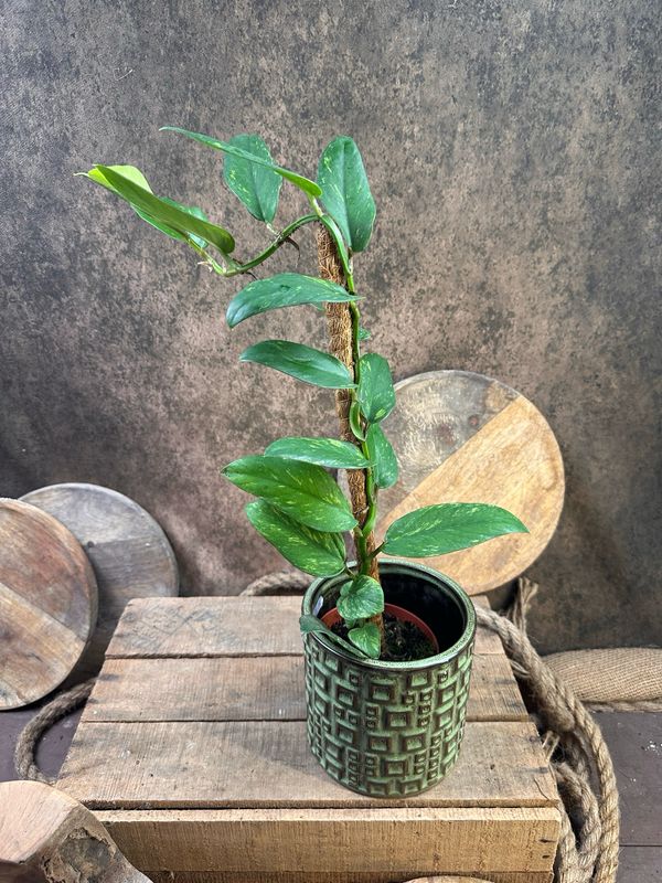 Rhaphidophora Eliptica Aurea Variegata 