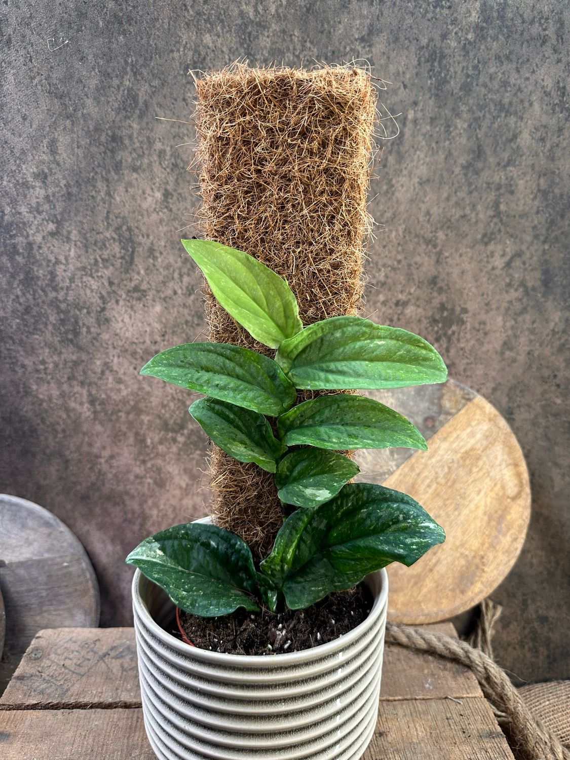 Rhaphidophora korthalsii Albo Variegata 