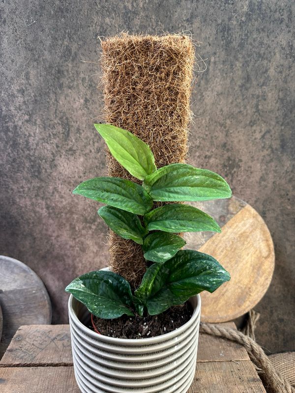 Rhaphidophora korthalsii Albo Variegata 