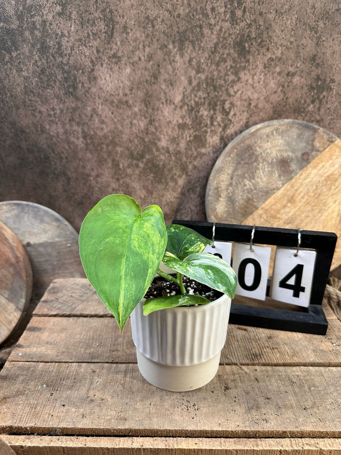 Scindapsus Jade Satin Aurea #4