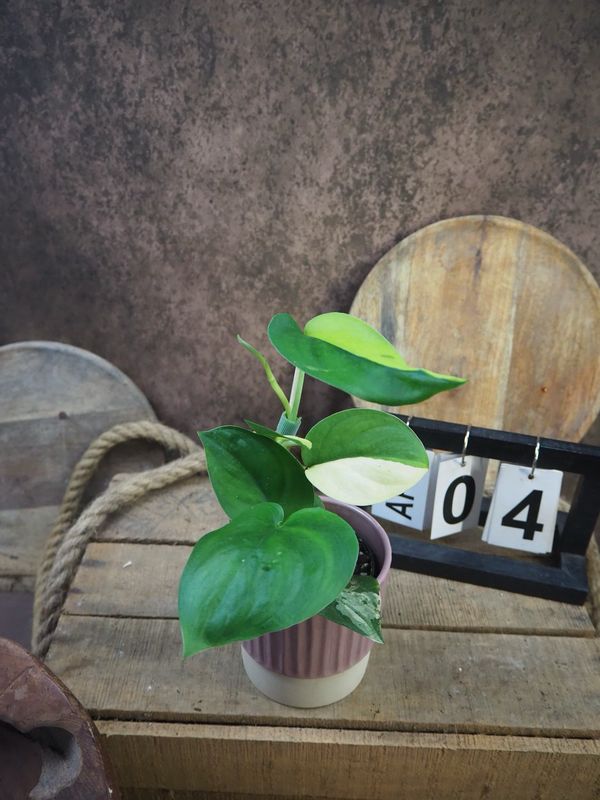 Scindapsus Jade Satin Aurea #4