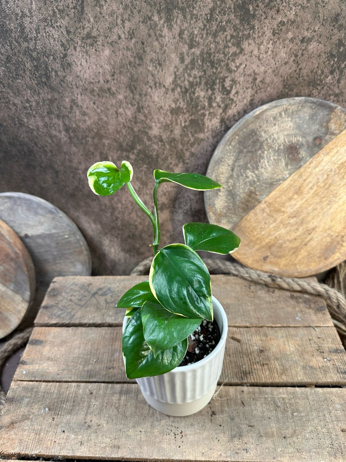 Epipremnum Manjula poonsin Epipremnum Manjula poonsin