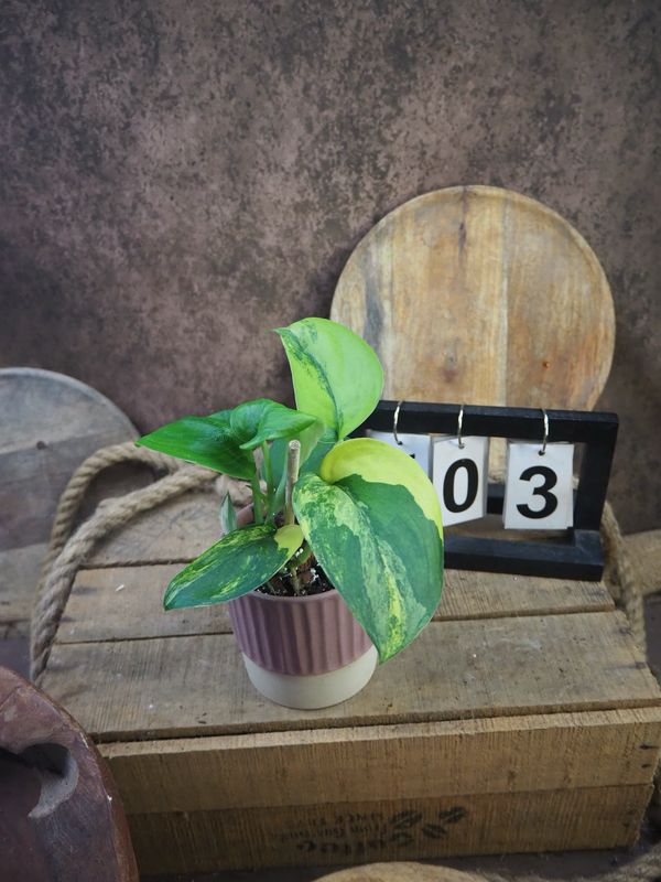 Scindapsus Jade Satin Aurea #3