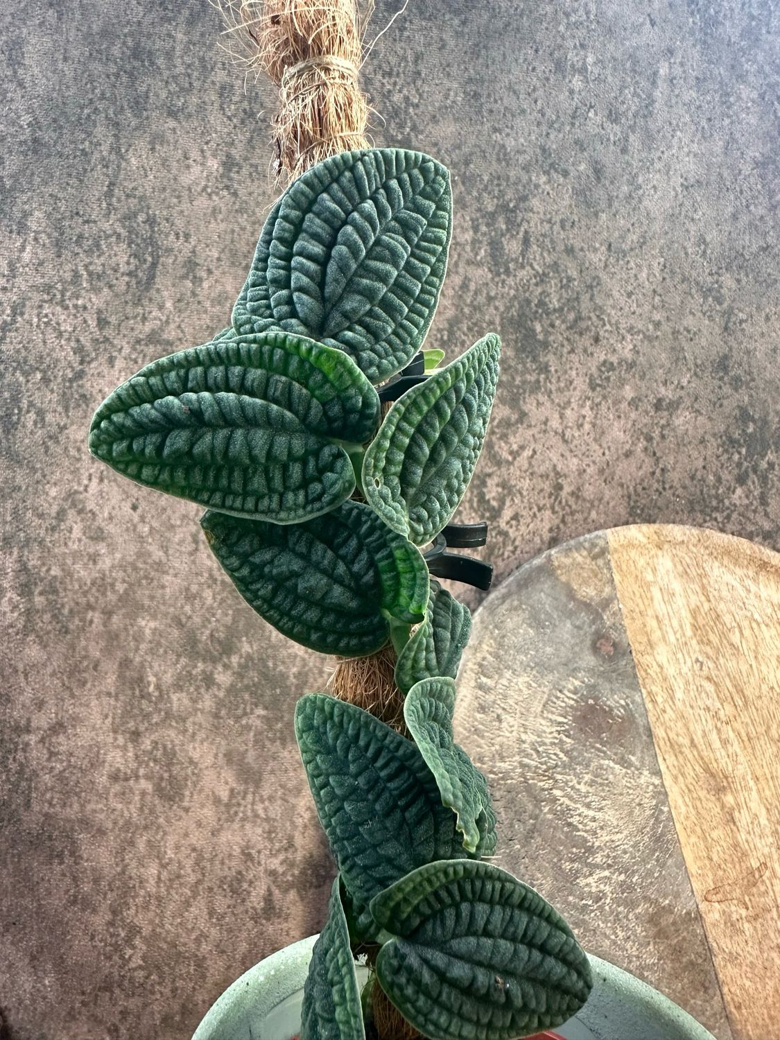 Rhaphidophora Tenuis Silver 