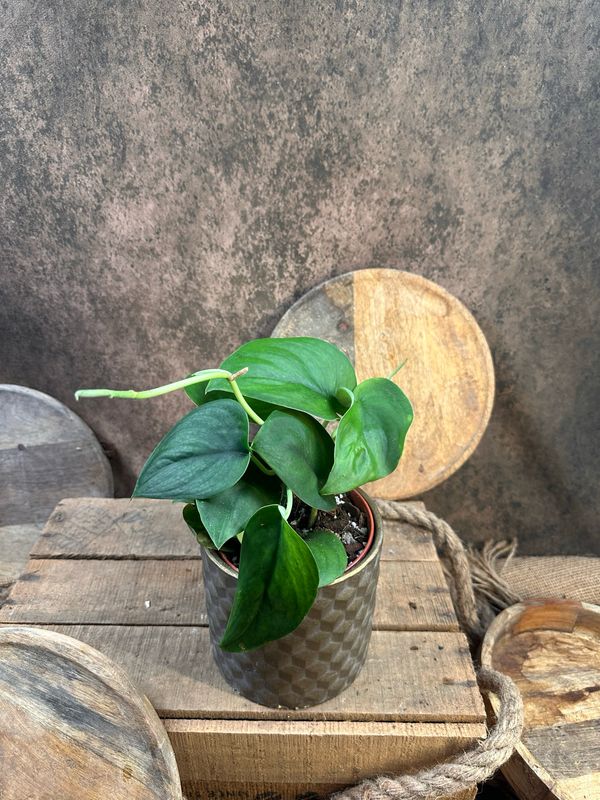 Scindapsus Jade Green