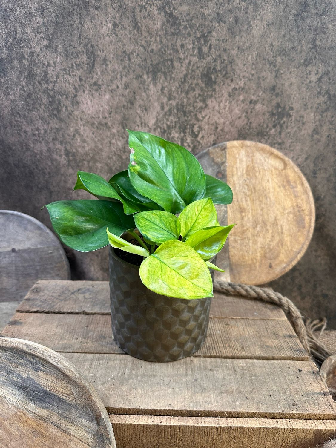 Epipremnum Lemon Ghost Epipremnum Lemon Ghost