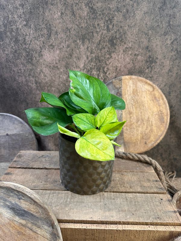 Epipremnum Lemon Ghost