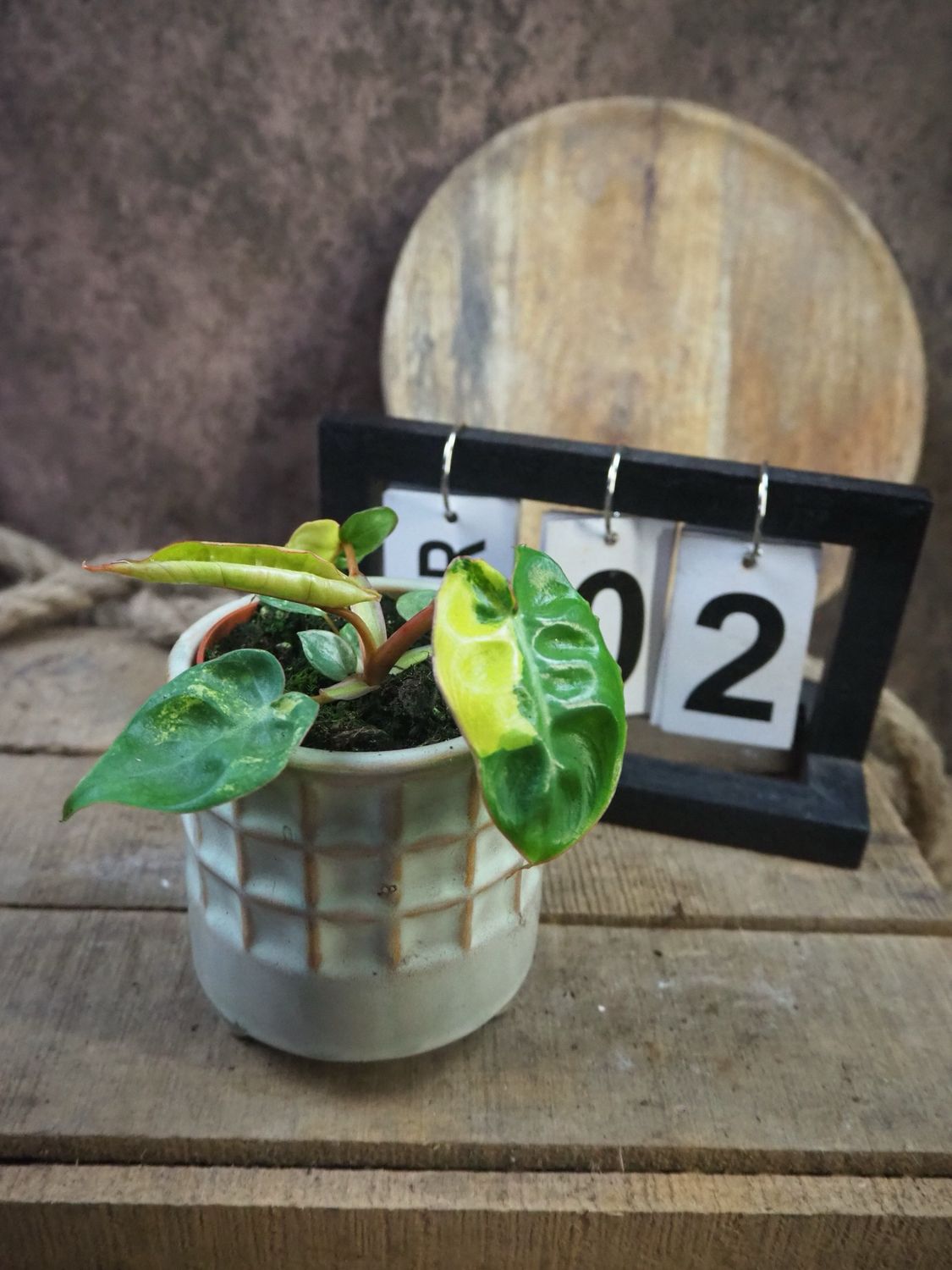 Philodendron Billietiae Variegata #2