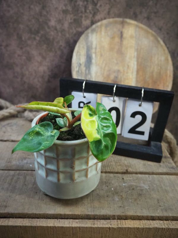 Philodendron Billietiae Variegata #2