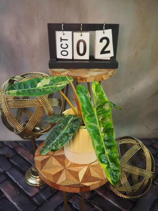 Philodendron Billietiae Variegata #2