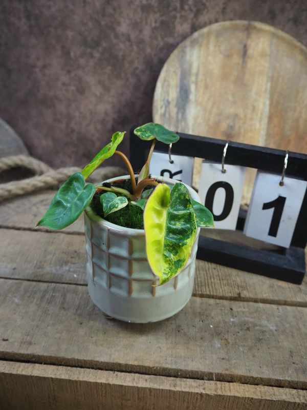 Philodendron Billietiae Variegata #1