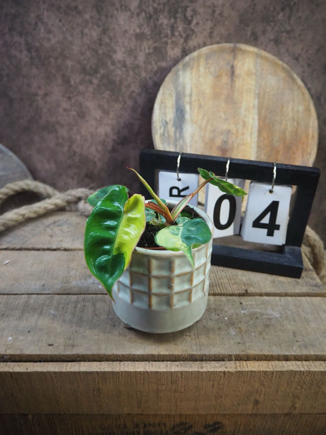 Philodendron Billietiae Variegata #4